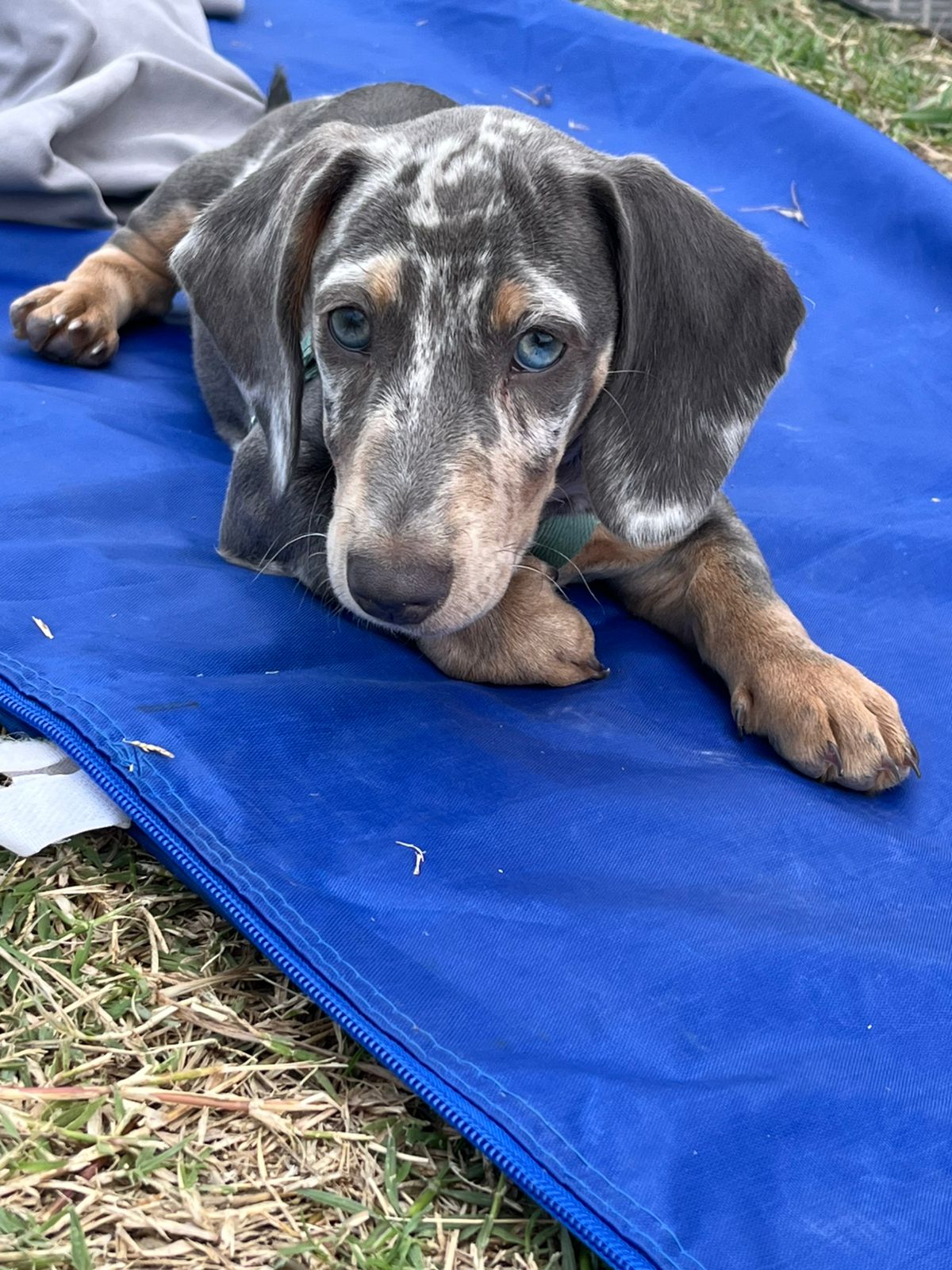 Otto · Dachshund · Woods Puppys